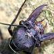 Illustration for article titled World's Largest Aquatic Insect Found In China